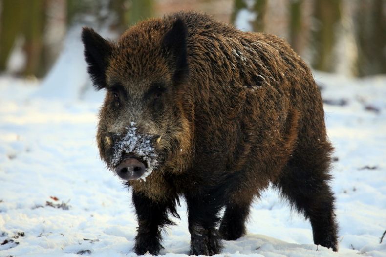 Кабан по способу питания: что ест и как питается это дикое животное