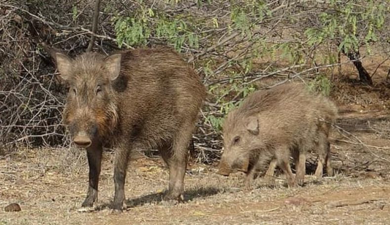 Кабан по способу питания: что ест и как питается это дикое животное