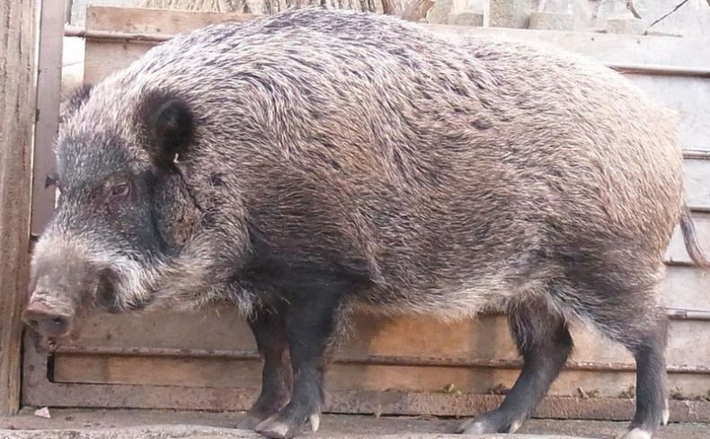 Кабан по способу питания: что ест и как питается это дикое животное