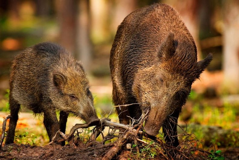 Кабан по способу питания: что ест и как питается это дикое животное
