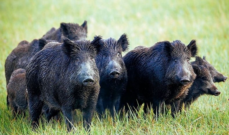 Кабан по способу питания: что ест и как питается это дикое животное