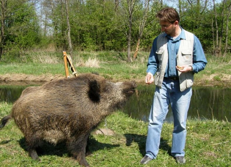Кабан по способу питания: что ест и как питается это дикое животное