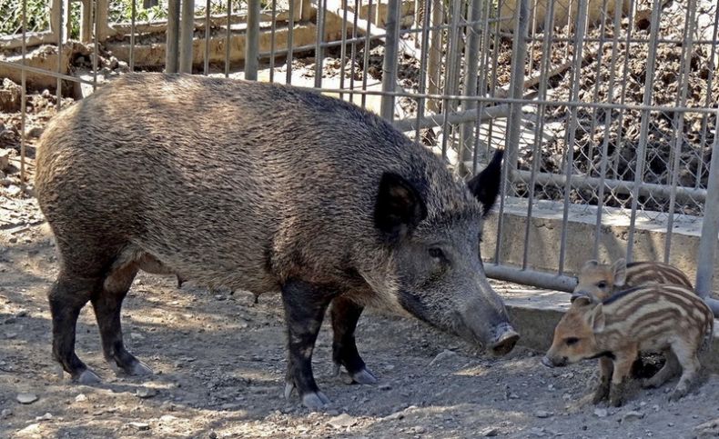 Кабан по способу питания: что ест и как питается это дикое животное