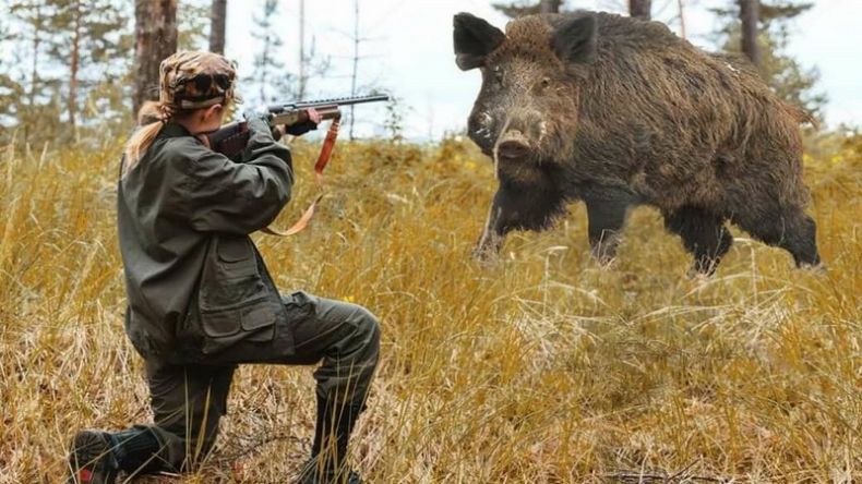 Кабан по способу питания: что ест и как питается это дикое животное