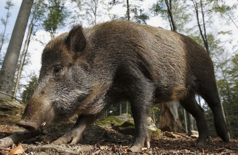 Кабан по способу питания: что ест и как питается это дикое животное