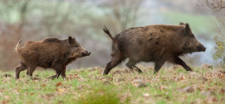Кабан по способу питания: что ест и как питается это дикое животное