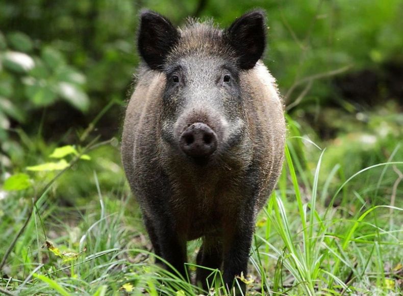 Кабан по способу питания: что ест и как питается это дикое животное