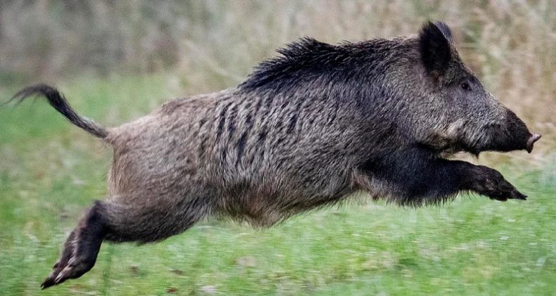 Кабан по способу питания: что ест и как питается это дикое животное
