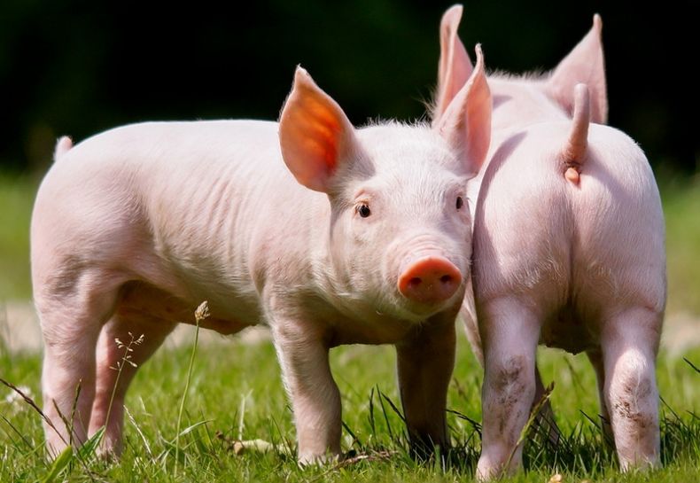 Кабан по способу питания: что ест и как питается это дикое животное