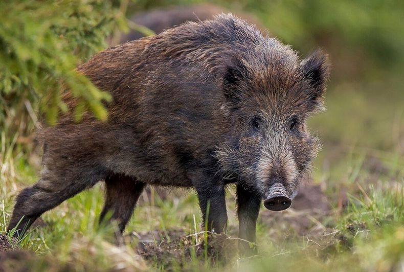 Кабан по способу питания: что ест и как питается это дикое животное