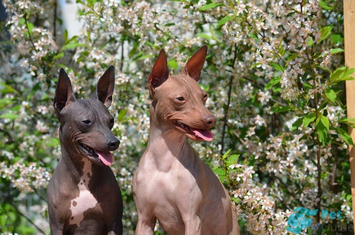 Как выбрать щенка АГТ? Как выбрать щенка АГТ?