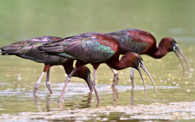 Стая караваек Стая караваек