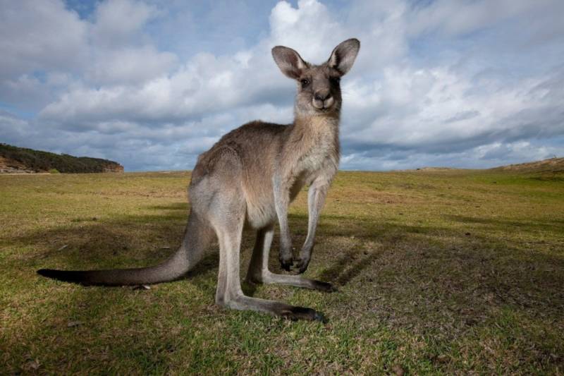 Большой рыжий кенгуру: интересные факты о животном