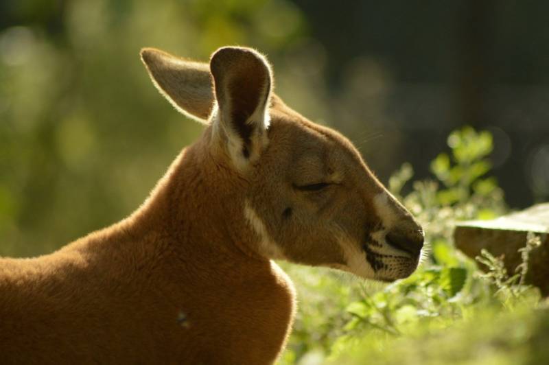 Большой рыжий кенгуру: интересные факты о животном