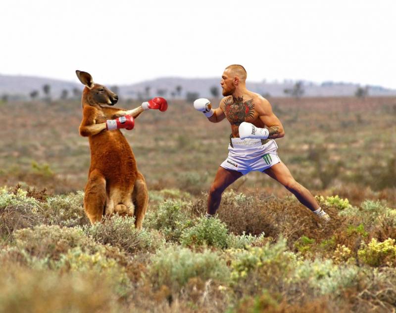 Большой рыжий кенгуру: интересные факты о животном