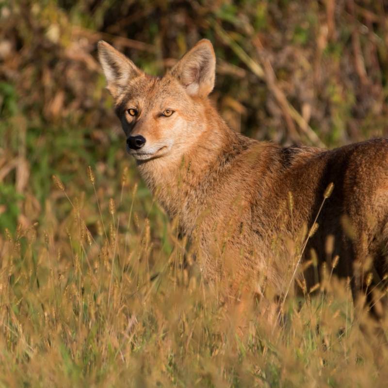 Койот - описание дикого животного, внешний вид, питание, где живет