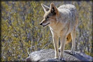 койот-35-300x203.jpg