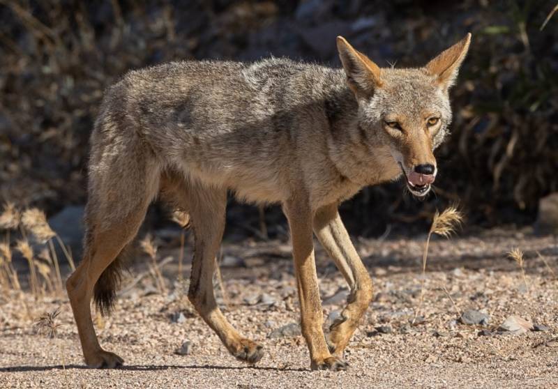 Койот - описание дикого животного, внешний вид, питание, где живет