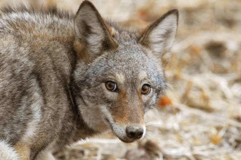 Койот - описание дикого животного, внешний вид, питание, где живет