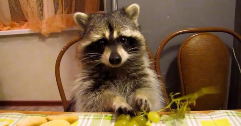 Енот в домашних условиях: содержание и уход