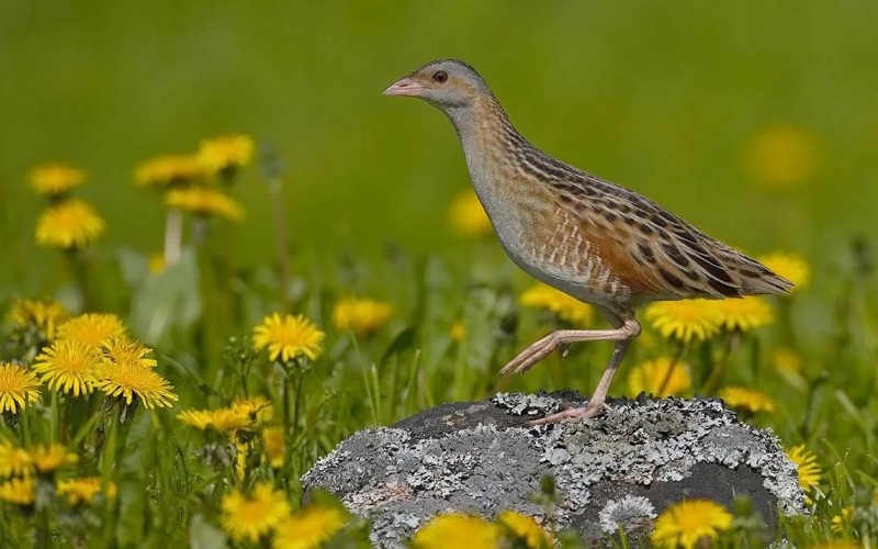 Птичий дергач Птичий дергач