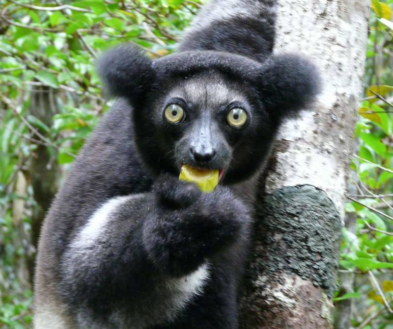 Лемур Лори: описание животного, особенности, виды, среда обитания