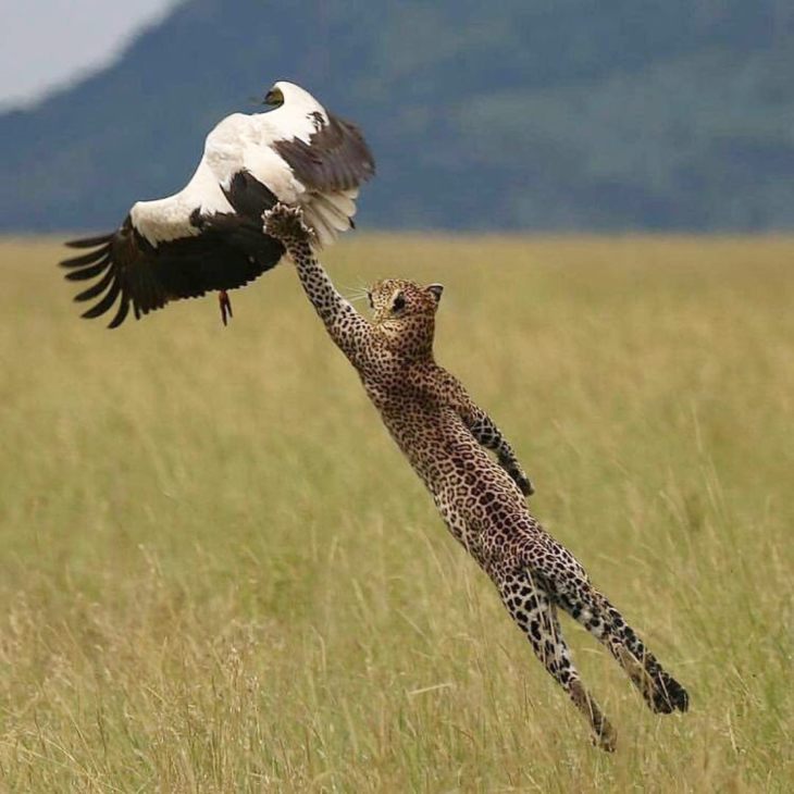 Описание и характеристики аиста: чем питаются, где живут и сколько живут