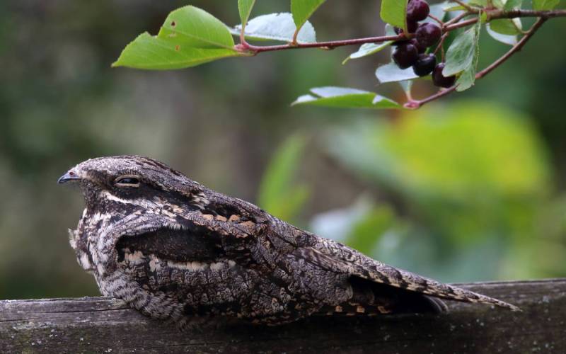 Сидя на дереве Сидя на дереве