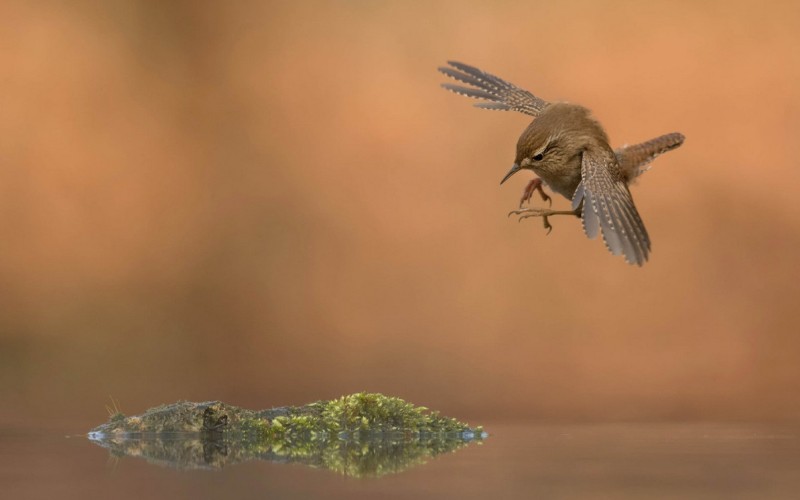 Пичуга в бегах Пичуга в бегах