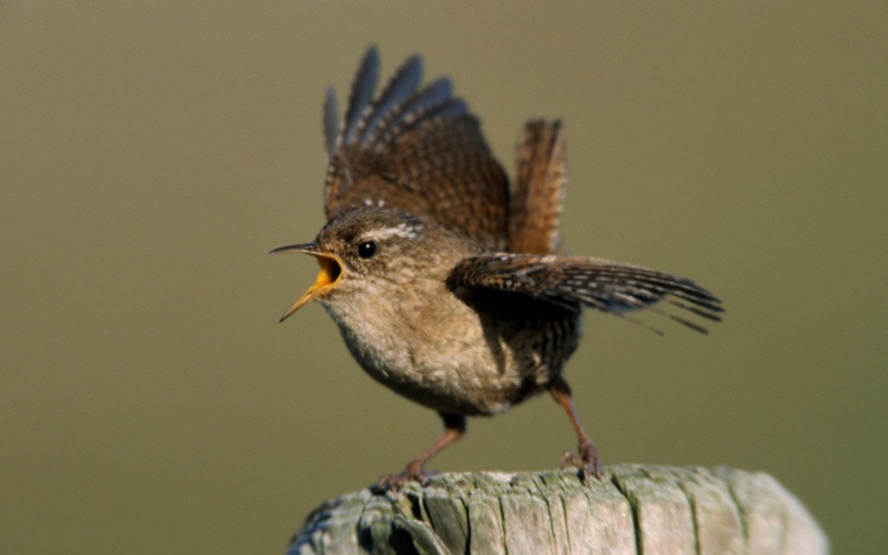 Рен поет Рен поет