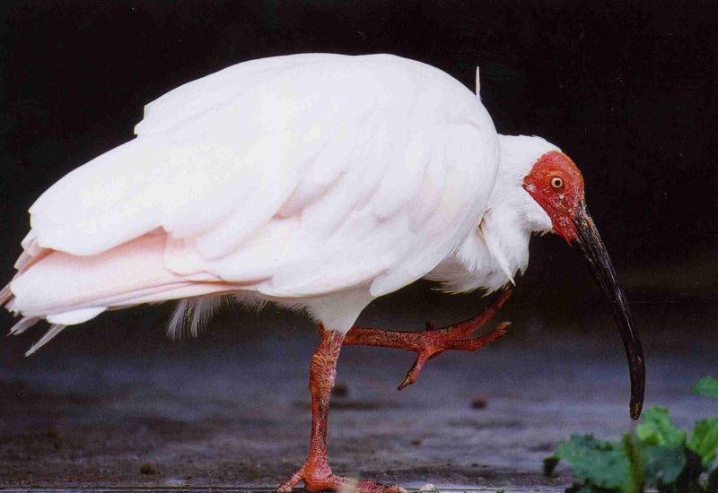 Птица красноногий ибис Птица красноногий ибис