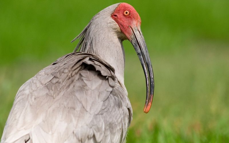 Голова ибиса Голова ибиса