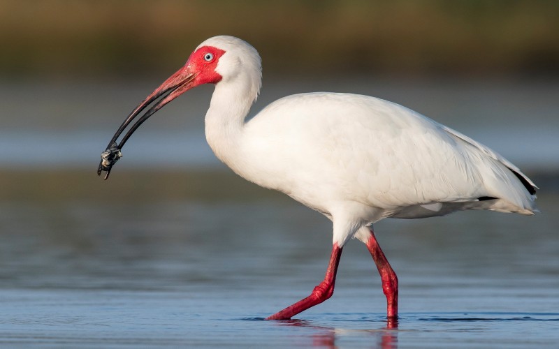 С добычей С добычей