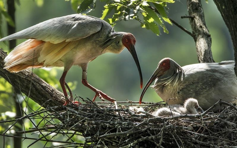 С птенцами С птенцами