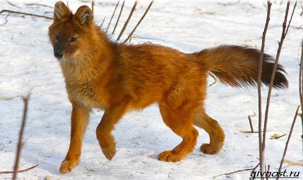 Красный-волк-описание-особенности-образа-образа-и-среды обитания-2