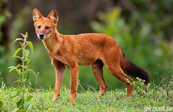 Красный-волк-описание-особенности-образа жизни и среды обитания-5