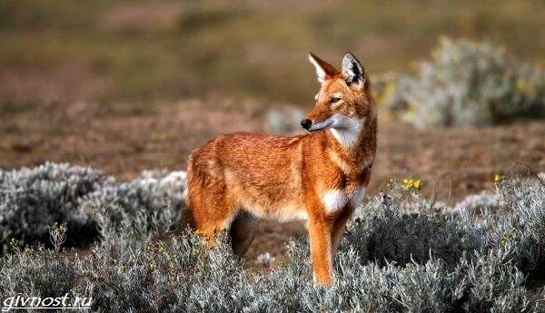 Красный-волк-описание-особенности-образ-жизни-и-среда-обитания-7