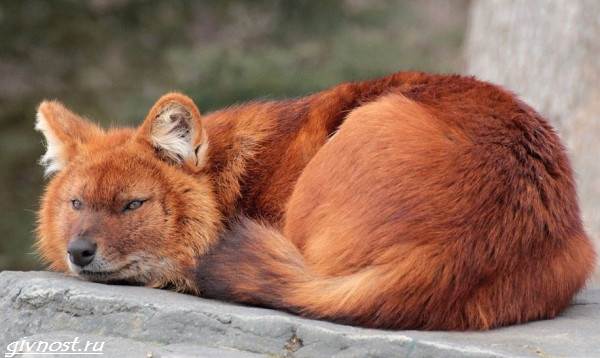 Красный-волк-описание-особенности-образ жизни-и-среда обитания-8