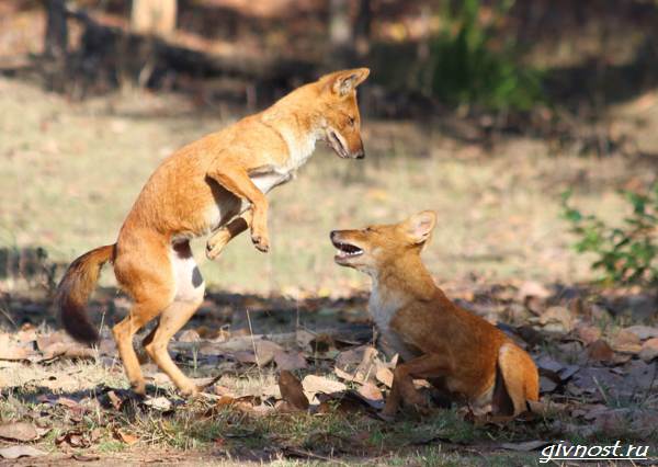 Красный-волк-описание-особенности-образа-образа-и-среды обитания-9