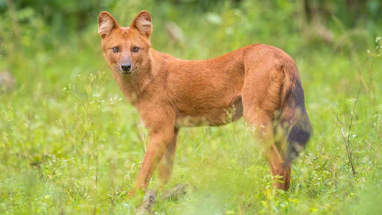 Красный волк — редкое животное в России, фото