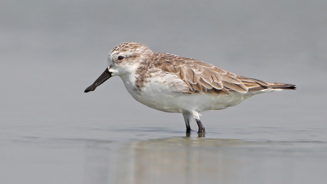 Кулик самое редкое животное России, фото