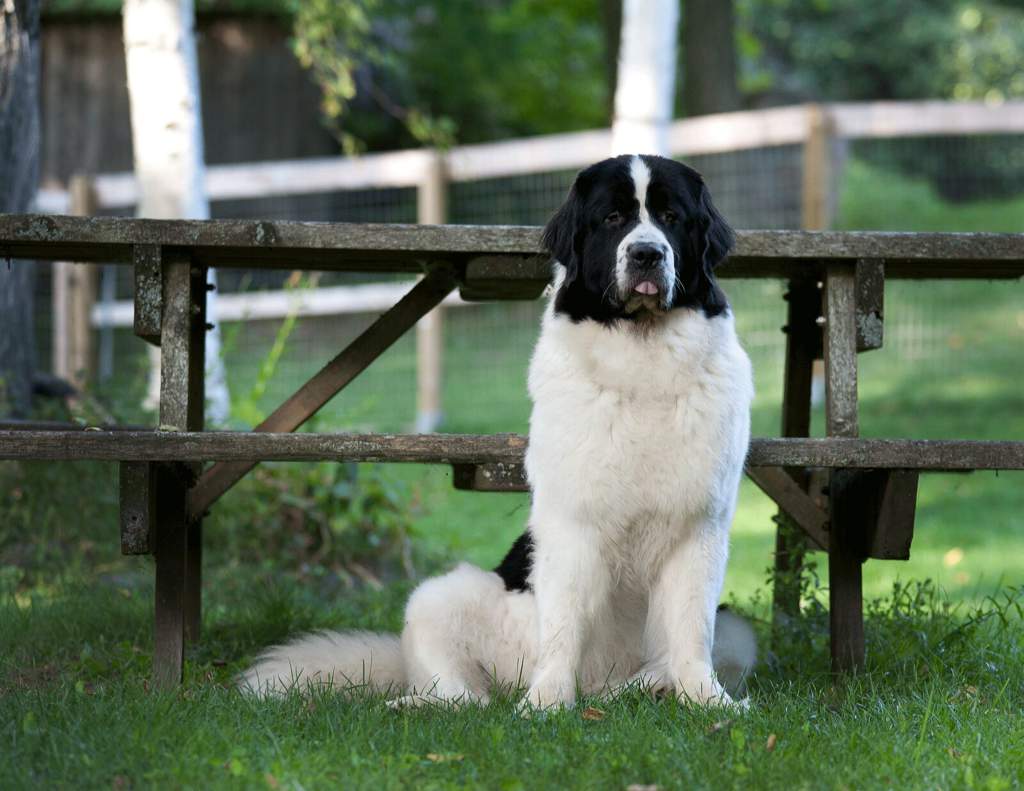 Ландсир сидит на скамейке