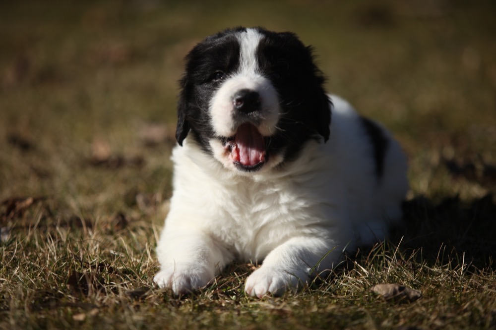 Щенок ландсира