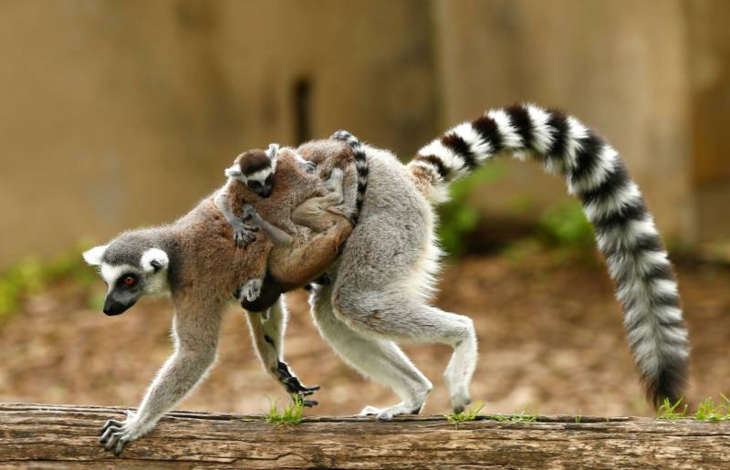 Лемур Лори: описание животного, особенности, виды, среда обитания
