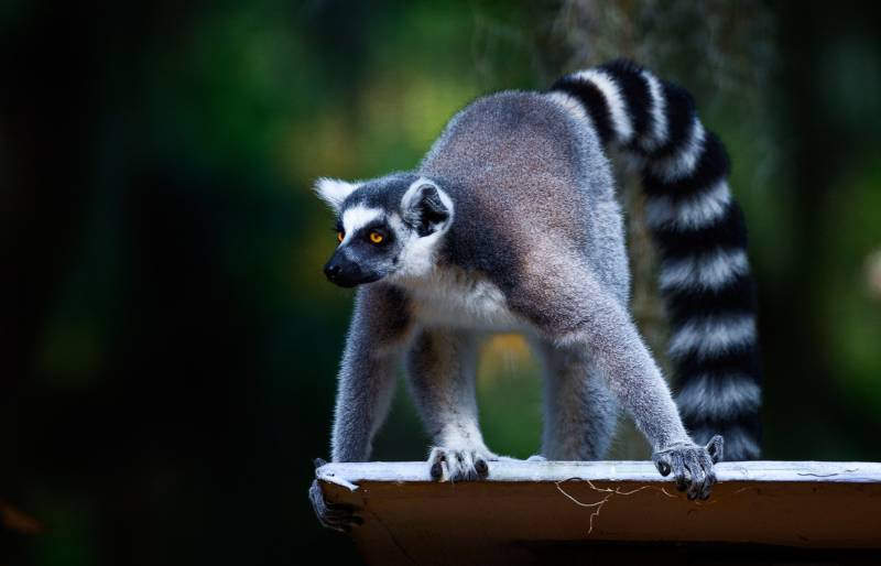 10 интересных фактов о мадагаскарской руконожке