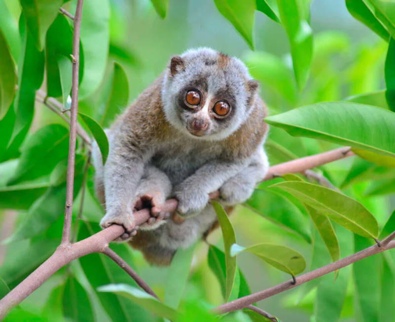 Лемур Лори: описание животного, особенности, виды, среда обитания