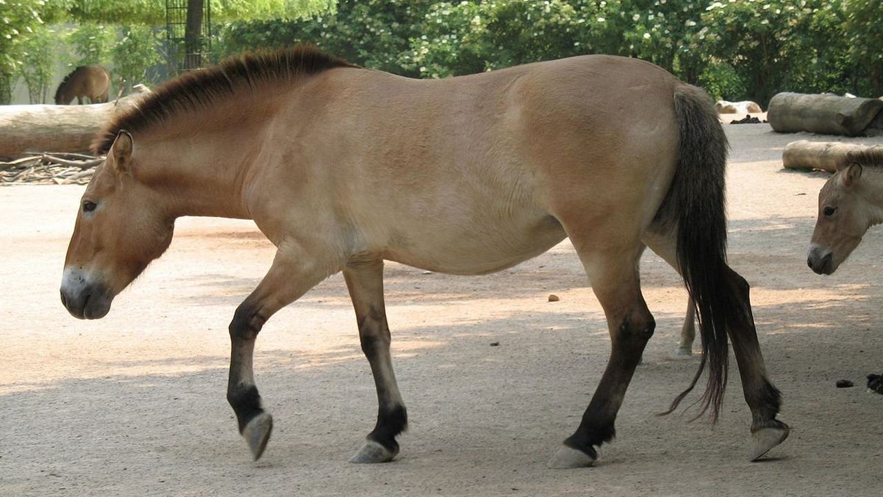 Лошадь Пржевальского — редкое животное в России, фото