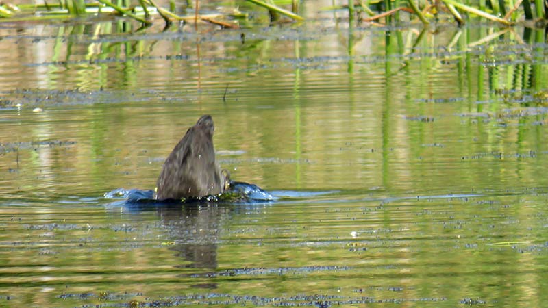 Черная утка с белым клювом (Лысуха): описание, места обитания