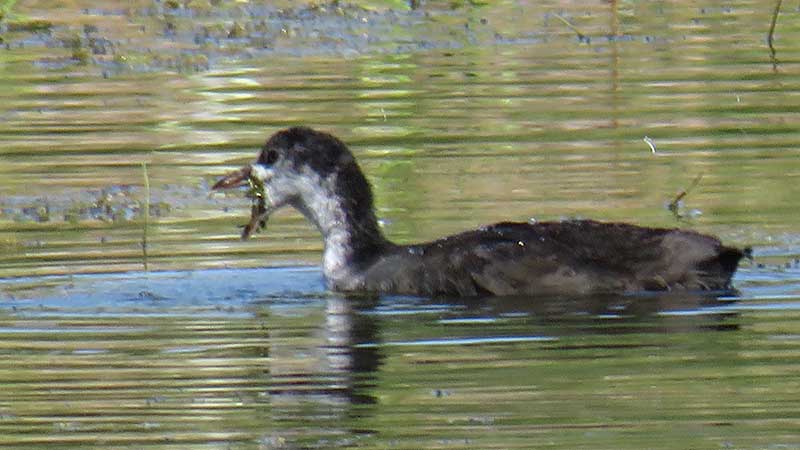 Лысуха - это не утка, а птица из семейства пастушковых