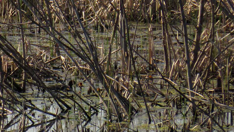 Лысуха - это не утка, а птица из семейства пастушковых